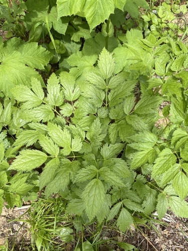 Actaea simplex