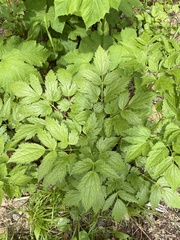 Actaea simplex, photograph author not stated, no rights reserved