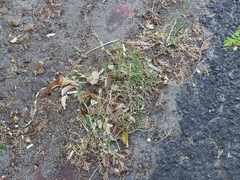 Cynodon dactylon dactylon