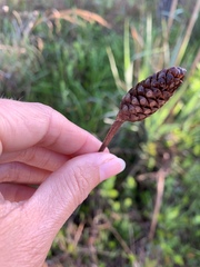 Xyris laxifolia iridifolia