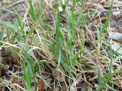 Cynodon dactylon dactylon