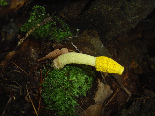 Phallus flavocostatus