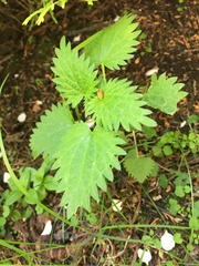 Urtica dioica