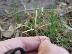 Cynodon dactylon dactylon