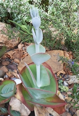 Kalanchoe luciae