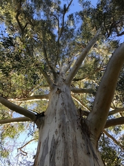 Eucalyptus viminalis viminalis