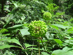 Eleutherococcus senticosus