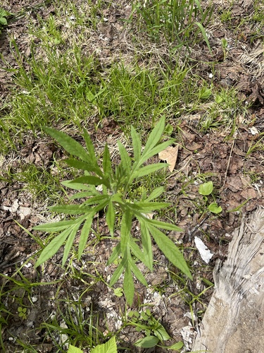 Jacobaea cannabifolia, photograph 5