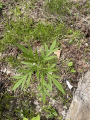 author not stated, no rights reserved Jacobaea cannabifolia, photograph author not stated, no rights reserved