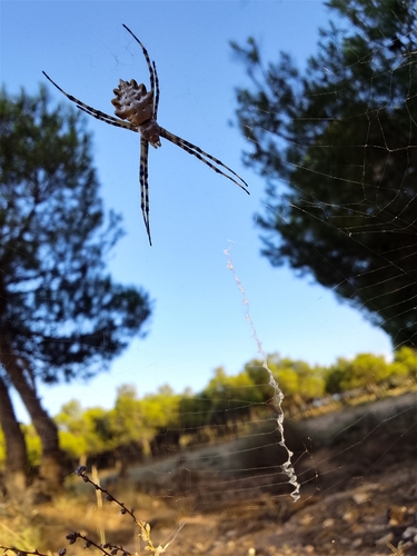 Lobed Argiope