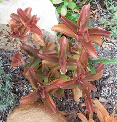 Kalanchoe sexangularis