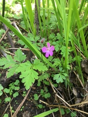 Geranium robertianum