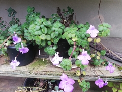 Streptocarpus saxorum