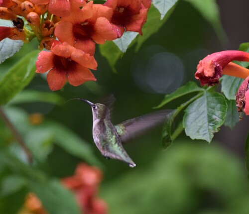 Ruby-throated Hummingbird photographed in Ohio