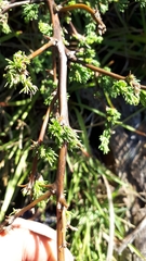 Asparagus rubicundus