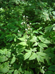 Caulophyllum robustum