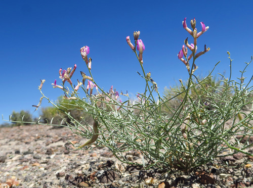 Astragalus casei observed 2026-06-12