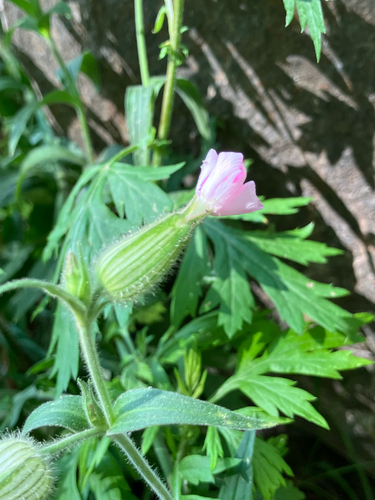 Silene × hampeana, photograph 3