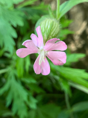Silene × hampeana, photograph (c) Bryan Connolly, some rights reserved (CC BY)