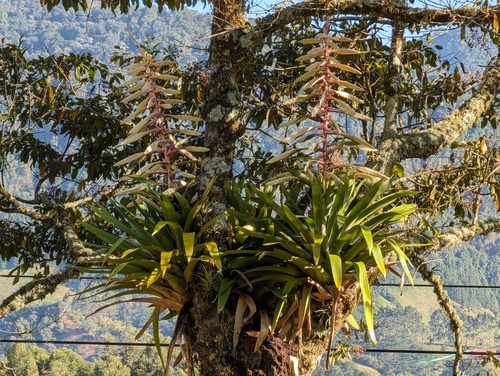 Tillandsia fendleri, photograph 6