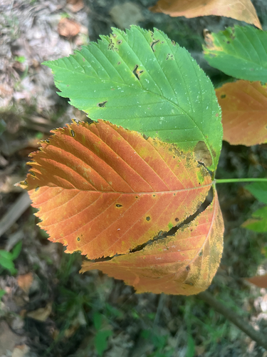 Aesculus sylvatica, photograph 6