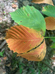 Aesculus sylvatica, photograph author not stated, no rights reserved