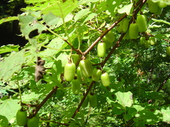 Actinidia kolomikta