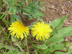 Aphantopus hyperantus