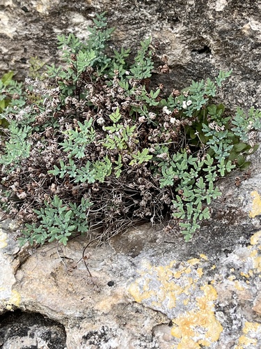 Argyrochosma dealbata observed 2026-06-21