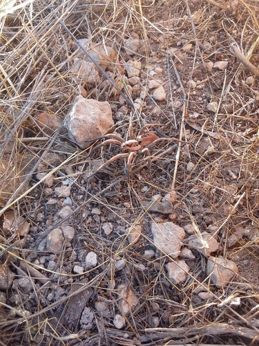 Lycosa fasciiventris