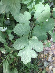 Heracleum sphondylium sphondylium
