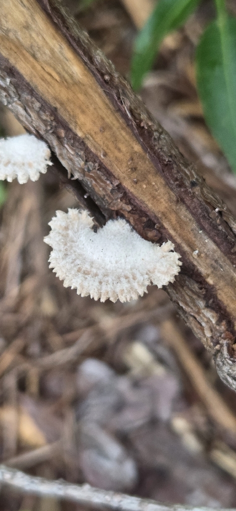 splitgill mushroom · June 2026 · photo: Photo: (c) Antonia Bookbinder, some rights reserved (CC BY-SA) · iNaturalist