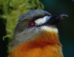 Hapaloptila castanea