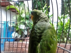 Amazona amazonica
