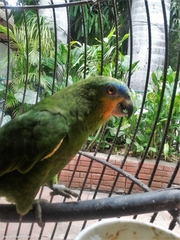 Amazona amazonica