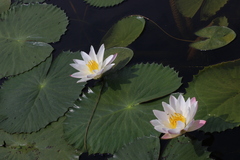 Nymphaea pubescens, photograph author not stated, no rights reserved