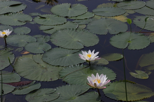 Nymphaea pubescens, photograph 6