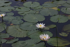 Nymphaea pubescens, photograph author not stated, no rights reserved