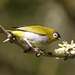 Typical White-Eyes - Photo (c) Lip Kee Yap, some rights reserved (CC BY-SA)