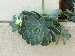 Graptoveria