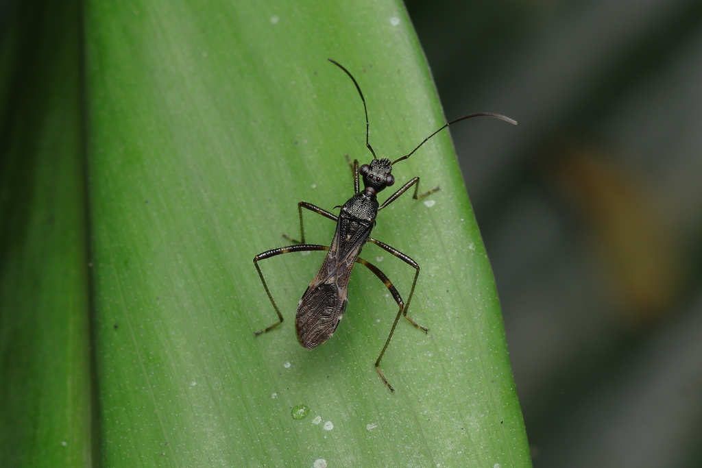 Trachelium fulvipes