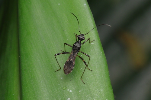 Trachelium fulvipes