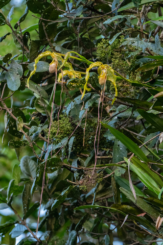 Phragmipedium caudatum, photograph 1