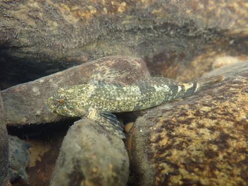 Black sculpin (Cottus baileyi) — Cottidae