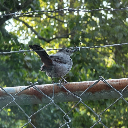 Gray Catbird photographed in Kentucky