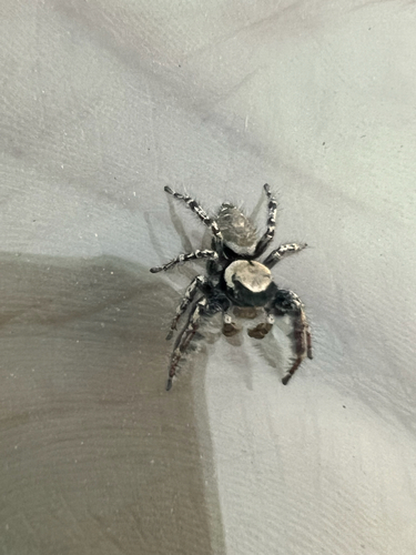 Carolina Jumping Spider