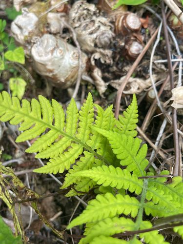 Deparia petersenii observed 2026-06-19