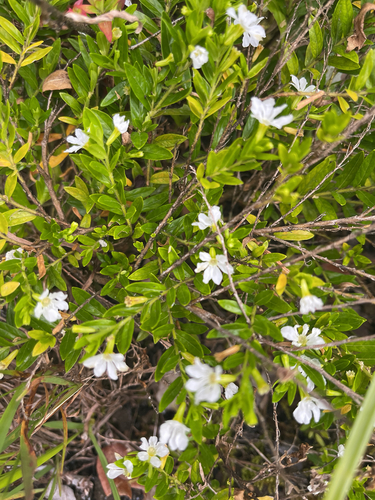 Cuphea hyssopifolia observed 2026-06-19