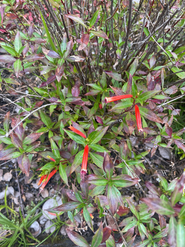 Cuphea ignea observed 2026-06-19