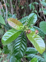 Tetracera indica